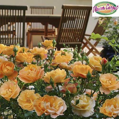 Ground Cover Rose Gold Flower Carpet